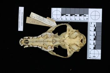 Media type: image;   Mammalogy BANGS-6952 Description: Image of skeleton specimen - ventral view. ventral view of skull.;